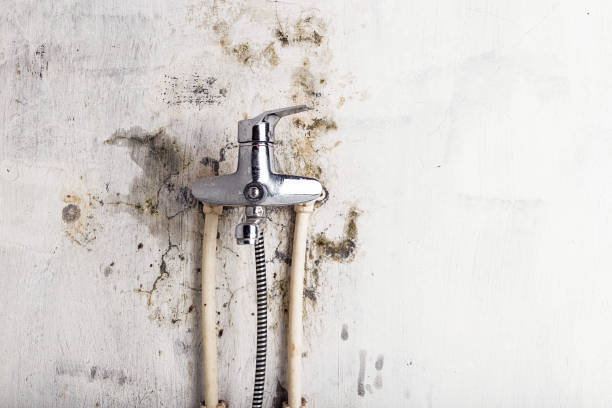 Best Toxic Mold Removal  in Liberty Lake, WA