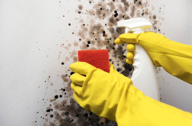 Best Certified Mold Removal  in Liberty Lake, WA
